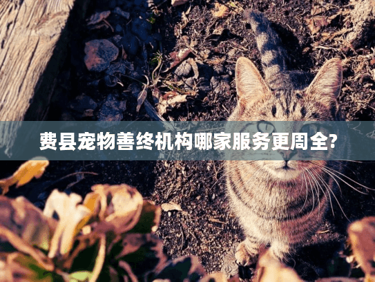 费县宠物善终机构哪家服务更周全?