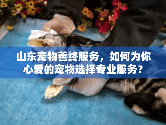 山东宠物善终服务，如何为你心爱的宠物选择专业服务？