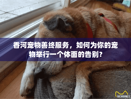 香河宠物善终服务，如何为你的宠物举行一个体面的告别？