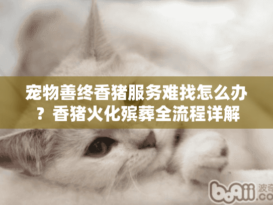 宠物善终香猪服务难找怎么办？香猪火化殡葬全流程详解