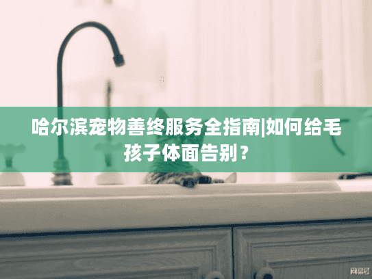哈尔滨宠物善终服务全指南|如何给毛孩子体面告别？