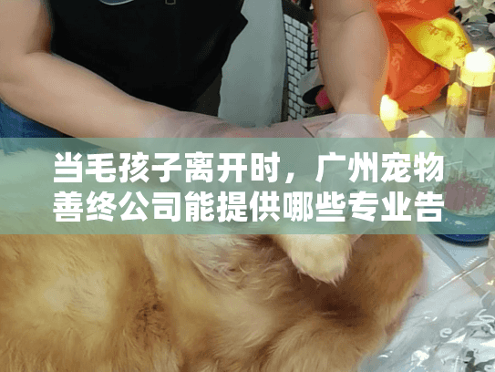 当毛孩子离开时，广州宠物善终公司能提供哪些专业告别服务？