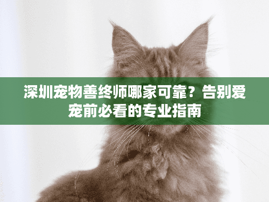 深圳宠物善终师哪家可靠？告别爱宠前必看的专业指南