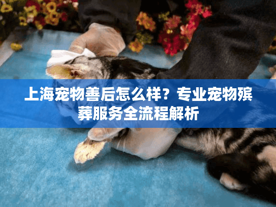 上海宠物善后怎么样？专业宠物殡葬服务全流程解析