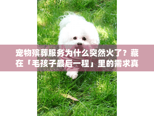 宠物殡葬服务为什么突然火了？藏在「毛孩子最后一程」里的需求真相