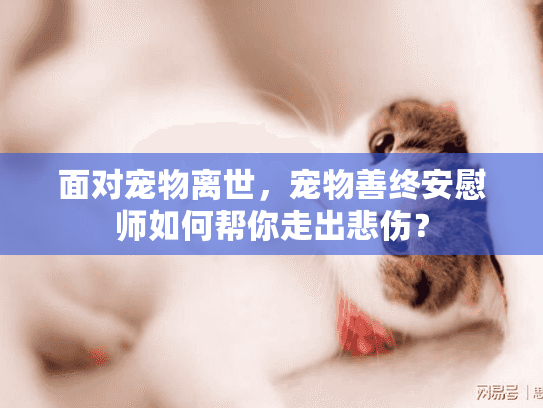 面对宠物离世，宠物善终安慰师如何帮你走出悲伤？