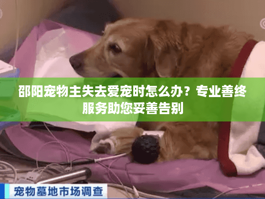 邵阳宠物主失去爱宠时怎么办？专业善终服务助您妥善告别