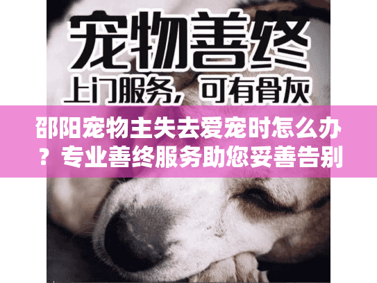 邵阳宠物主失去爱宠时怎么办？专业善终服务助您妥善告别