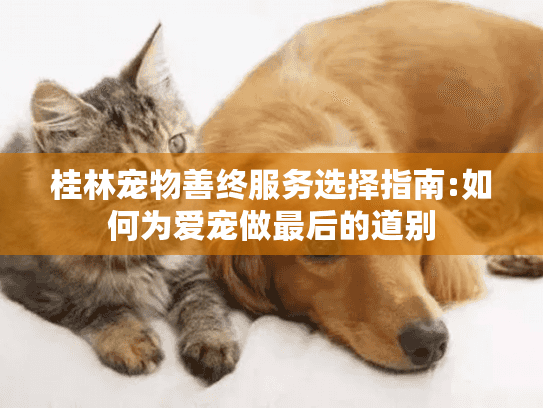 桂林宠物善终服务选择指南:如何为爱宠做最后的道别
