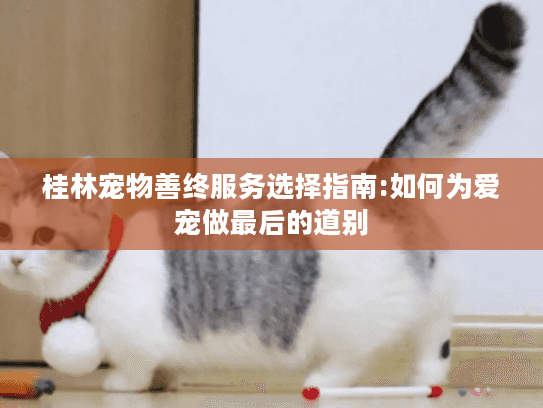 桂林宠物善终服务选择指南:如何为爱宠做最后的道别