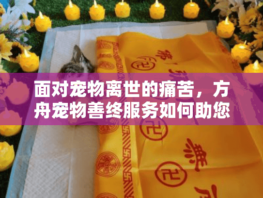 面对宠物离世的痛苦，方舟宠物善终服务如何助您安心送别？