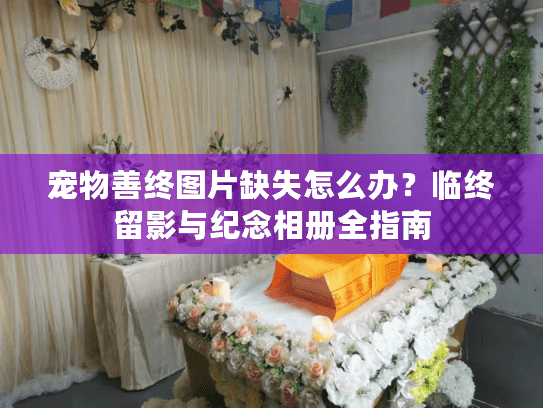 宠物善终图片缺失怎么办？临终留影与纪念相册全指南