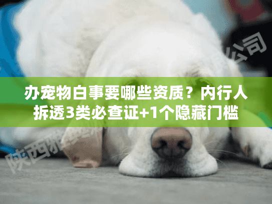 办宠物白事要哪些资质？内行人拆透3类必查证+1个隐藏门槛