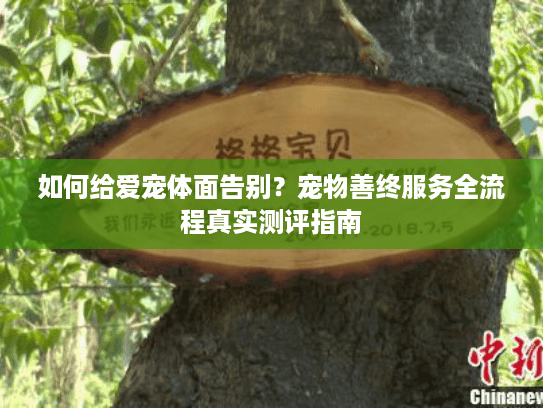 如何给爱宠体面告别？宠物善终服务全流程真实测评指南