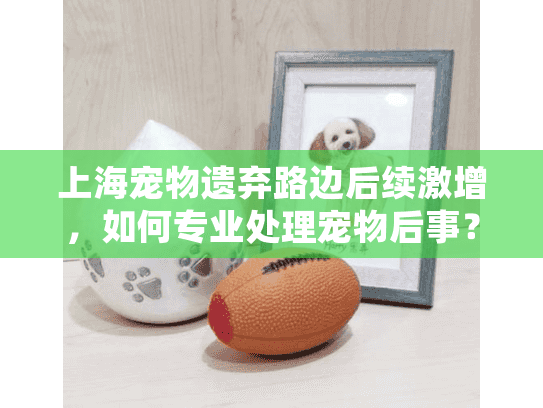 上海宠物遗弃路边后续激增，如何专业处理宠物后事？