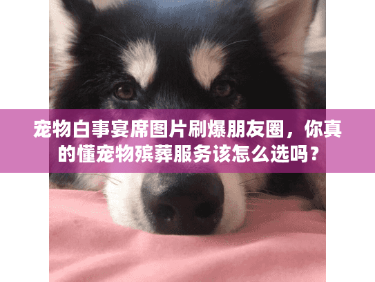 宠物白事宴席图片刷爆朋友圈，你真的懂宠物殡葬服务该怎么选吗？