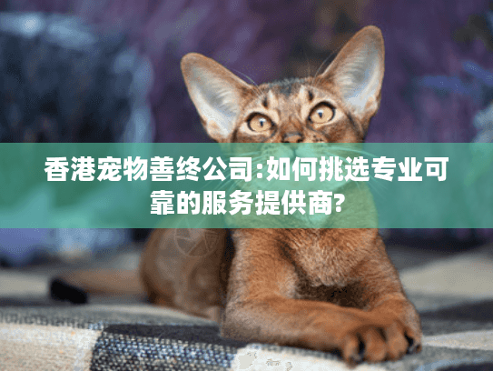 香港宠物善终公司:如何挑选专业可靠的服务提供商?