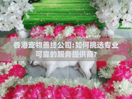 香港宠物善终公司:如何挑选专业可靠的服务提供商?