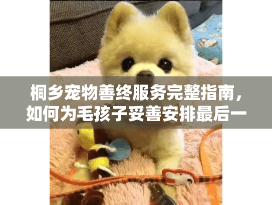 桐乡宠物善终服务完整指南，如何为毛孩子妥善安排最后一程？