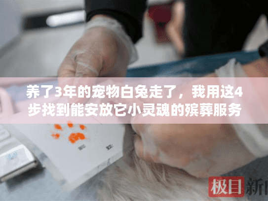养了3年的宠物白兔走了，我用这4步找到能安放它小灵魂的殡葬服务