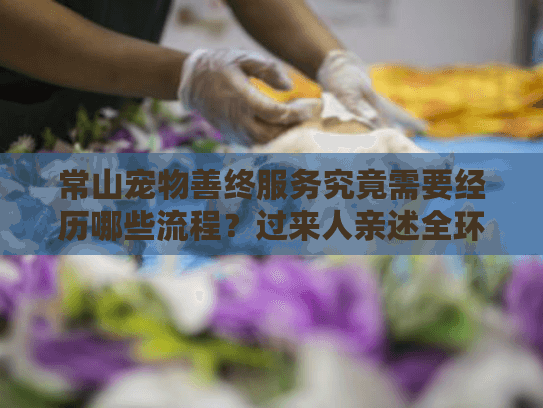 常山宠物善终服务究竟需要经历哪些流程？过来人亲述全环节避坑指南