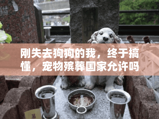 刚失去狗狗的我，终于搞懂，宠物殡葬国家允许吗？2025年合法服务怎么找