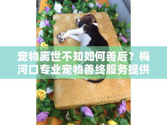 宠物离世不知如何善后？梅河口专业宠物善终服务提供温暖解决方案