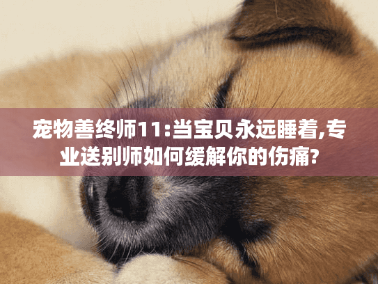 宠物善终师11:当宝贝永远睡着,专业送别师如何缓解你的伤痛?
