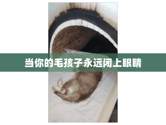 当你的毛孩子永远闭上眼睛