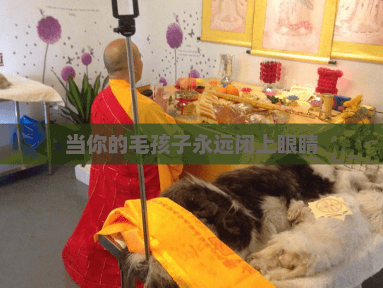 当你的毛孩子永远闭上眼睛