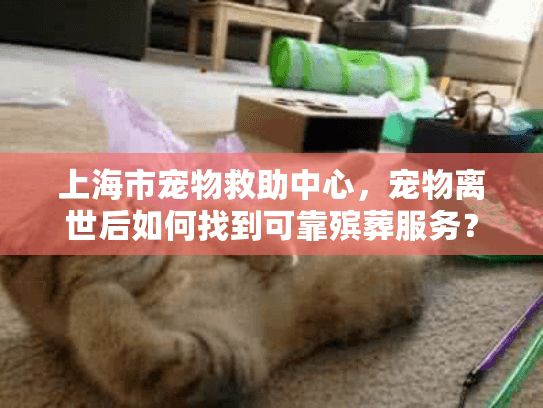 上海市宠物救助中心，宠物离世后如何找到可靠殡葬服务？