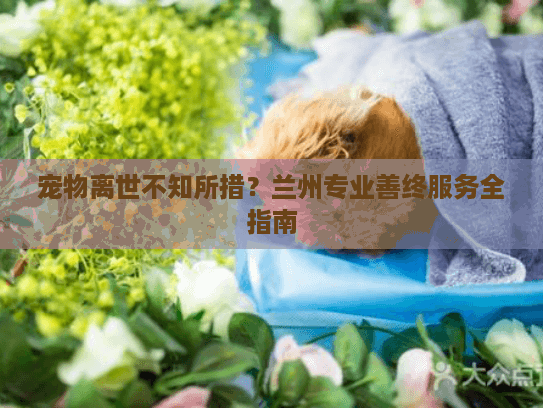 宠物离世不知所措？兰州专业善终服务全指南