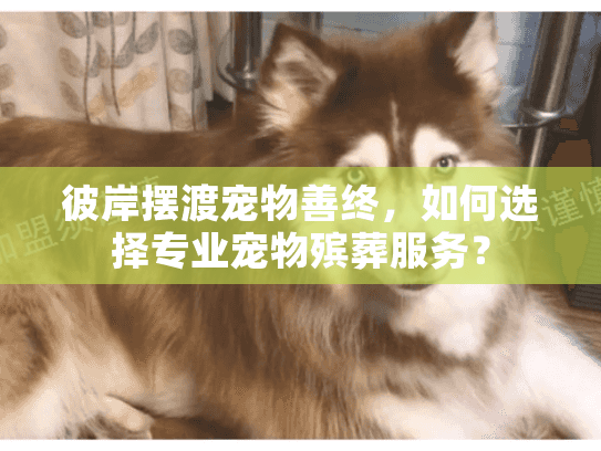 彼岸摆渡宠物善终，如何选择专业宠物殡葬服务？