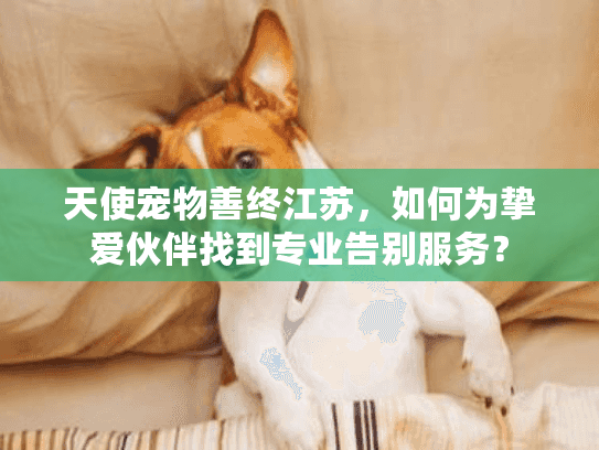 天使宠物善终江苏，如何为挚爱伙伴找到专业告别服务？