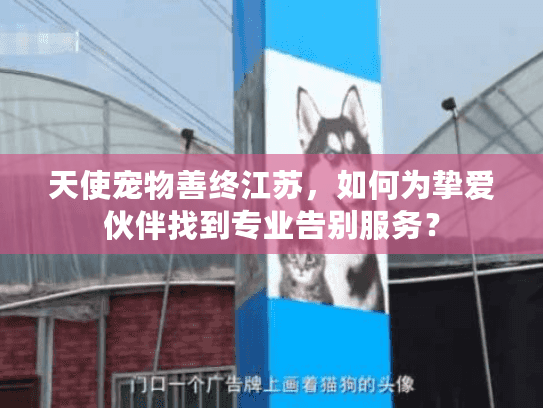 天使宠物善终江苏，如何为挚爱伙伴找到专业告别服务？