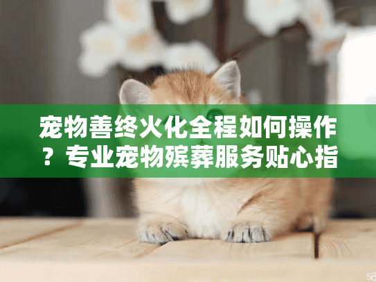 宠物善终火化全程如何操作？专业宠物殡葬服务贴心指南