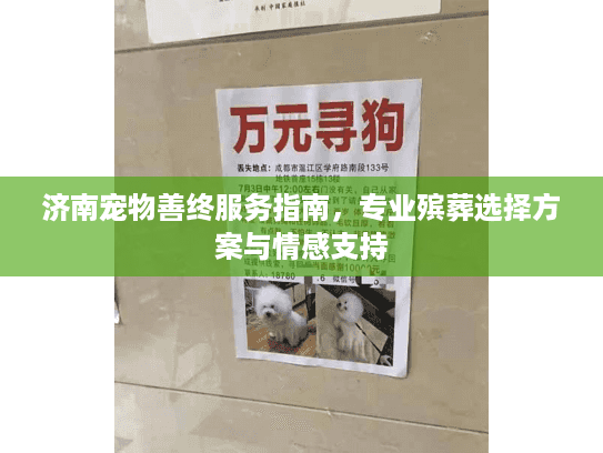 济南宠物善终服务指南，专业殡葬选择方案与情感支持