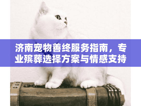 济南宠物善终服务指南，专业殡葬选择方案与情感支持