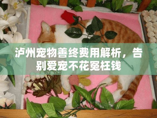 泸州宠物善终费用解析，告别爱宠不花冤枉钱