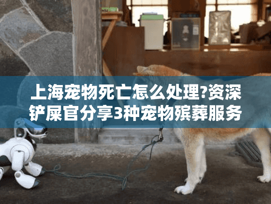 上海宠物死亡怎么处理?资深铲屎官分享3种宠物殡葬服务比价攻略