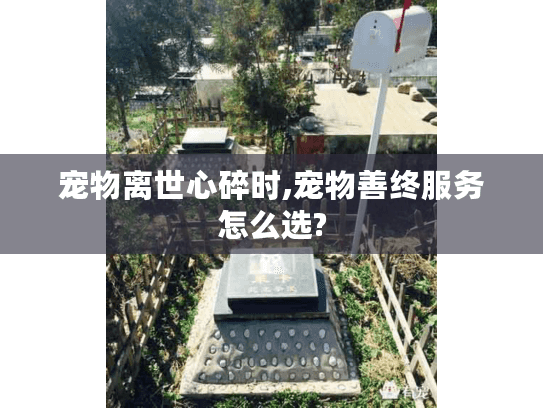 宠物离世心碎时,宠物善终服务怎么选?
