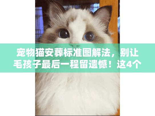 宠物猫安葬标准图解法，别让毛孩子最后一程留遗憾！这4个关键步骤你必须知道