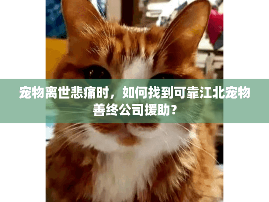 宠物离世悲痛时，如何找到可靠江北宠物善终公司援助？