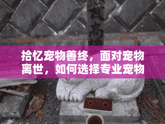 拾忆宠物善终，面对宠物离世，如何选择专业宠物殡葬服务？