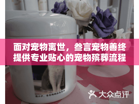 面对宠物离世，叁言宠物善终提供专业贴心的宠物殡葬流程和情感关怀