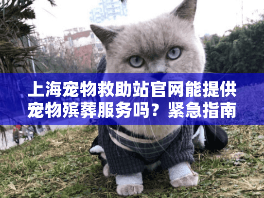 上海宠物救助站官网能提供宠物殡葬服务吗？紧急指南与资源清单