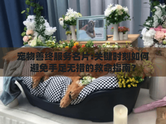宠物善终服务名片:关键时刻如何避免手足无措的救命指南？