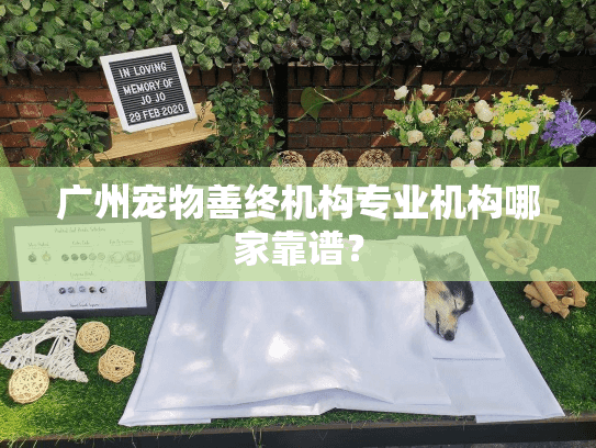 广州宠物善终机构专业机构哪家靠谱？
