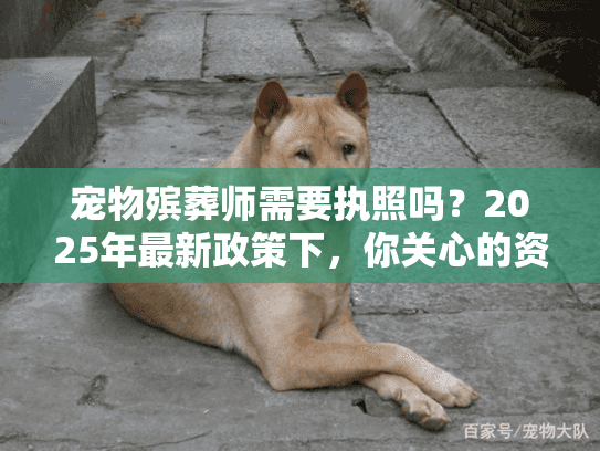宠物殡葬师需要执照吗？2025年最新政策下，你关心的资质真相在这里