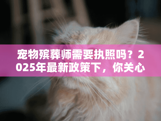 宠物殡葬师需要执照吗？2025年最新政策下，你关心的资质真相在这里